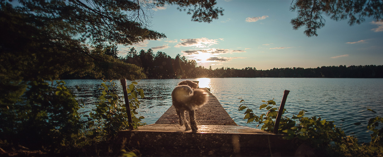 Kuvassa kesäisessä järvimaisemassa koira ravistelemassa märkää turkkia laiturilla