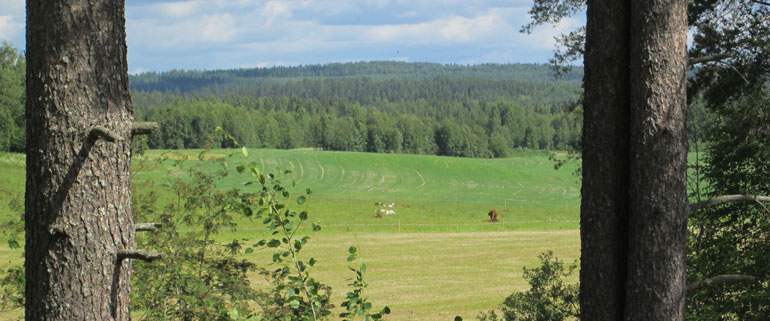 Kesäinen kuva Nurmeksen maaseudulta.